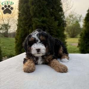 Sasha, Mini Bernedoodle Puppy