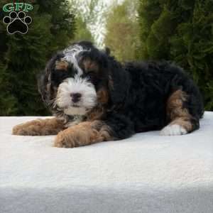 Sasha, Mini Bernedoodle Puppy