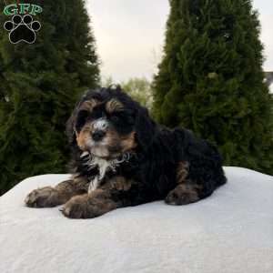 Shyla, Mini Bernedoodle Puppy