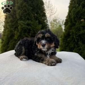 Shyla, Mini Bernedoodle Puppy
