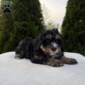 Shyla, Mini Bernedoodle Puppy