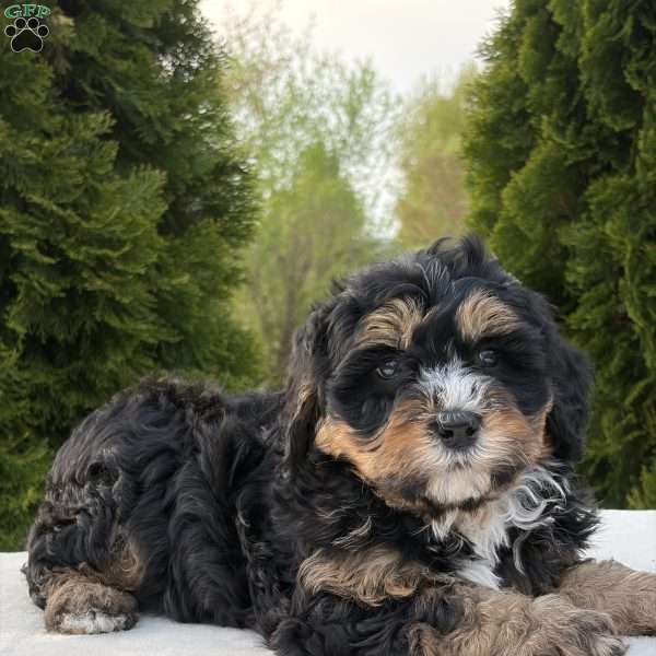 Shyla, Mini Bernedoodle Puppy