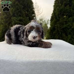 Skylar, Mini Bernedoodle Puppy