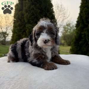 Skylar, Mini Bernedoodle Puppy