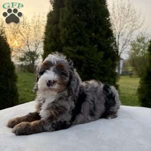 Skylar, Mini Bernedoodle Puppy
