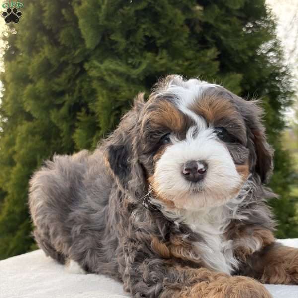 Skylar, Mini Bernedoodle Puppy