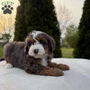 Shadow, Mini Bernedoodle Puppy