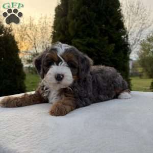 Shadow, Mini Bernedoodle Puppy