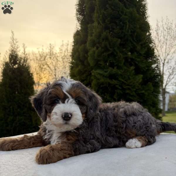 Shadow, Mini Bernedoodle Puppy