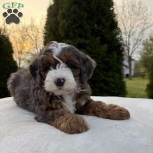 Shadow, Mini Bernedoodle Puppy