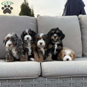 Shadow, Mini Bernedoodle Puppy