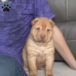 Fargo, Shar Pei Puppy