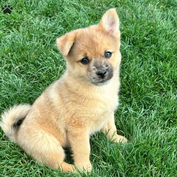 Luigi, Mini Elkhound Puppy