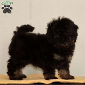 Lilly, Toy Poodle Puppy