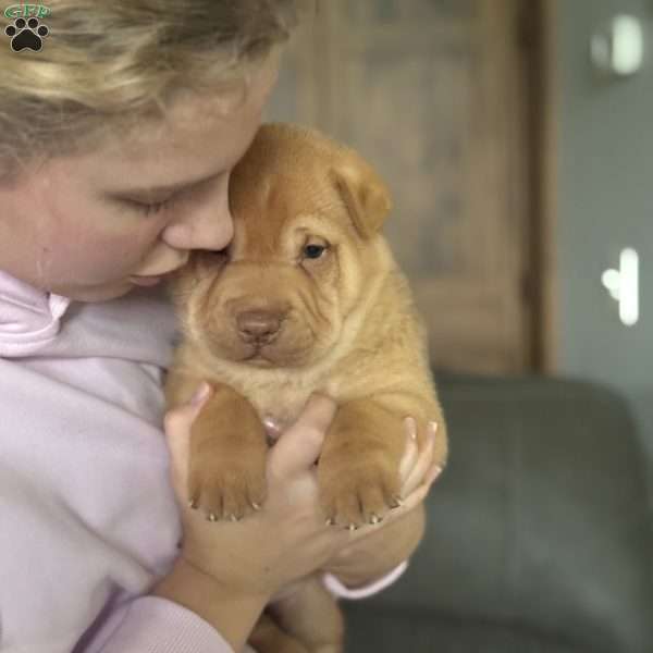 Fargo, Shar Pei Puppy