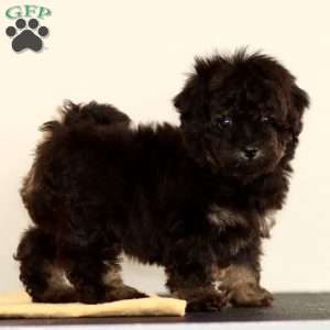 Lilly, Toy Poodle Puppy