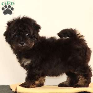 Lilly, Toy Poodle Puppy