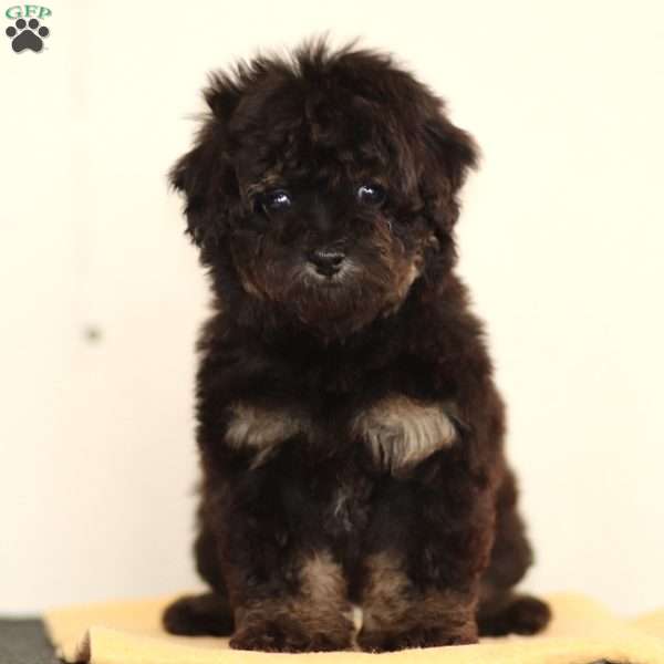 Lilly, Toy Poodle Puppy