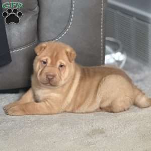 Fargo, Shar Pei Puppy
