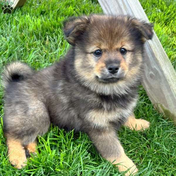 Yoshi, Mini Elkhound Puppy