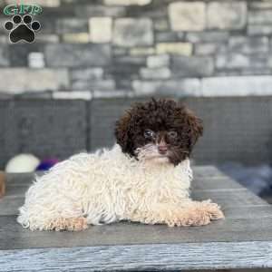 Spot, Toy Poodle Puppy