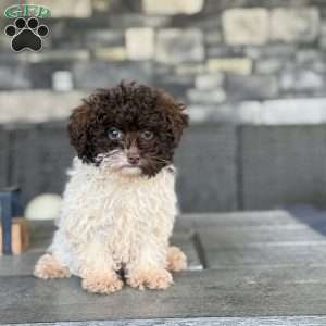 Spot, Toy Poodle Puppy