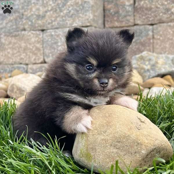 Minnie, Pomeranian Puppy