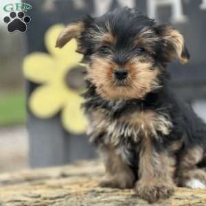 Hammy, Yorkie Puppy