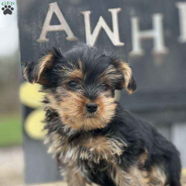 Hammy, Yorkie Puppy