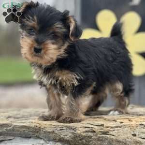 Hammy, Yorkie Puppy