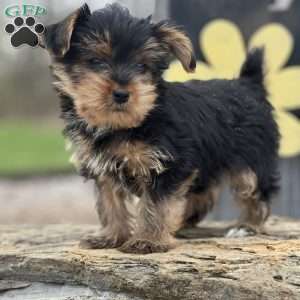 Hammy, Yorkie Puppy