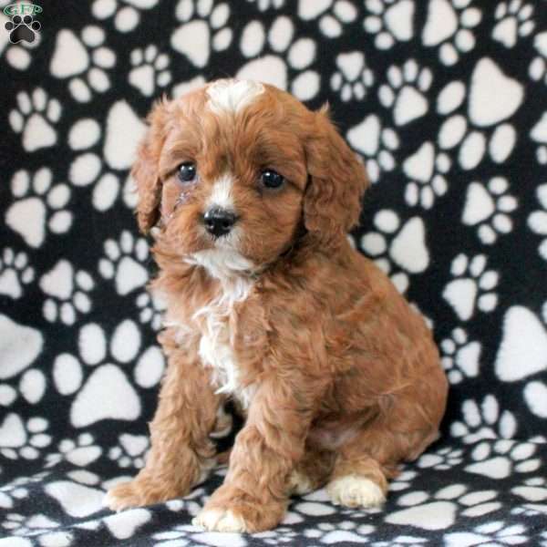 Ian, Cavapoo Puppy