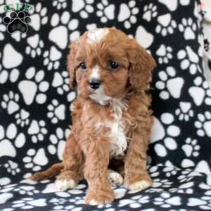 Ian, Cavapoo Puppy