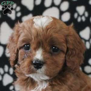 Ian, Cavapoo Puppy