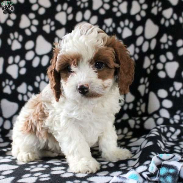 Idris, Cavapoo Puppy