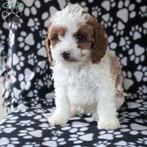 Idris, Cavapoo Puppy