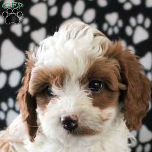 Idris, Cavapoo Puppy