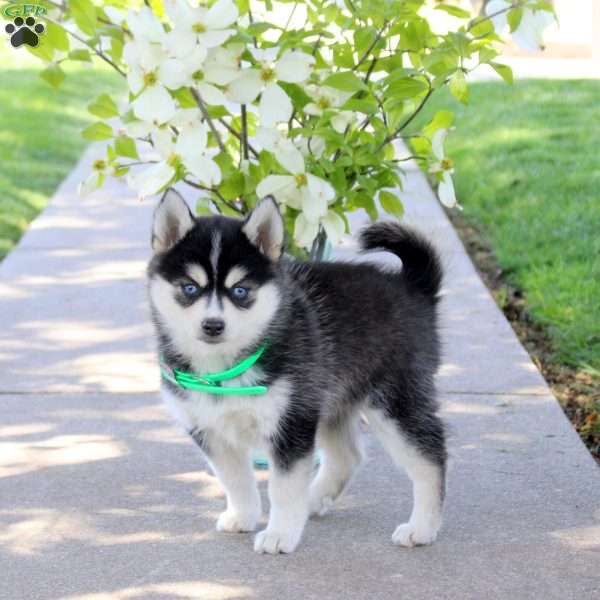 Imogen, Pomsky Puppy