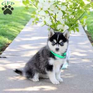 Imogen, Pomsky Puppy
