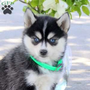 Imogen, Pomsky Puppy