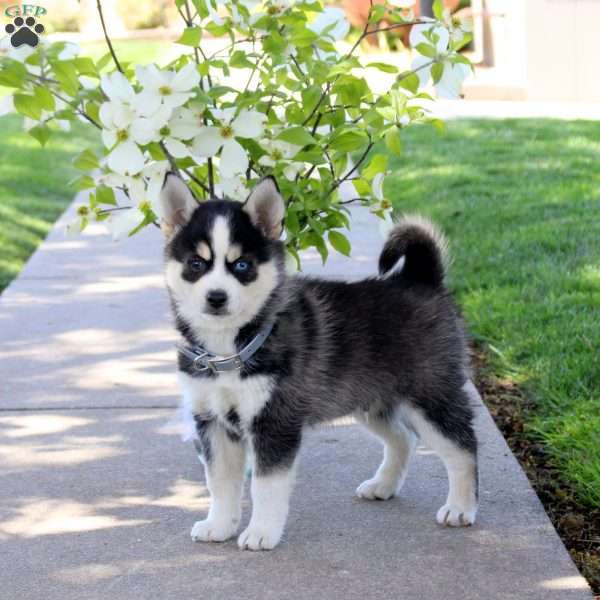 Indigo, Pomsky Puppy
