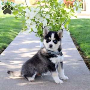 Indigo, Pomsky Puppy