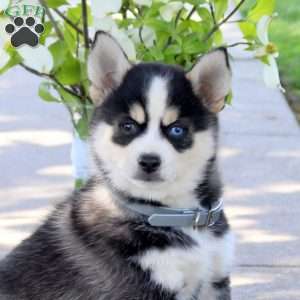 Indigo, Pomsky Puppy