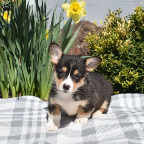 Indy, Pembroke Welsh Corgi Puppy