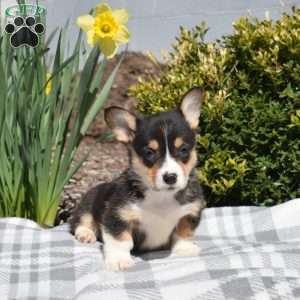 Indy, Pembroke Welsh Corgi Puppy
