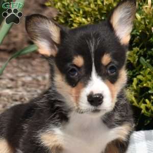 Indy, Pembroke Welsh Corgi Puppy