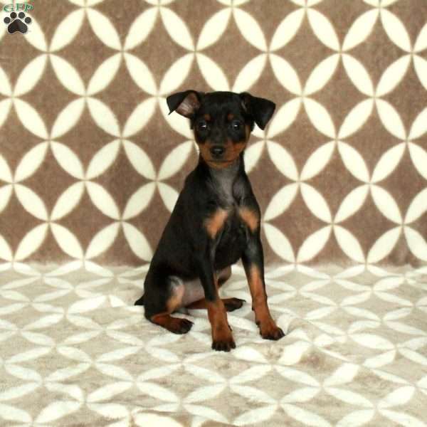 Ingrid, Miniature Pinscher Puppy