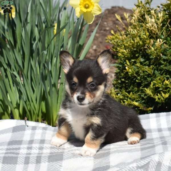Ingrid, Pembroke Welsh Corgi Puppy