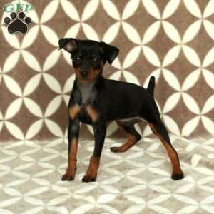Ingrid, Miniature Pinscher Puppy