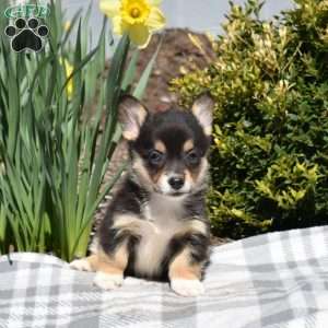 Ingrid, Pembroke Welsh Corgi Puppy
